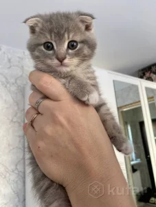 Котята шатланские