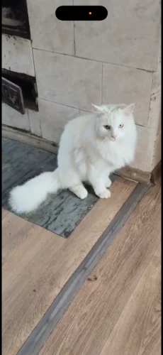 Белый молодой ангорский кот