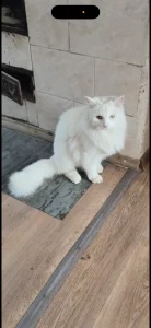 Белый молодой ангорский кот
