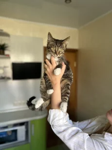 Котенок 4 месяца ищет дом