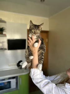 Котенок 4 месяца ищет дом