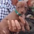 Щенки 2 мальчика