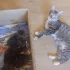 Отдам котят