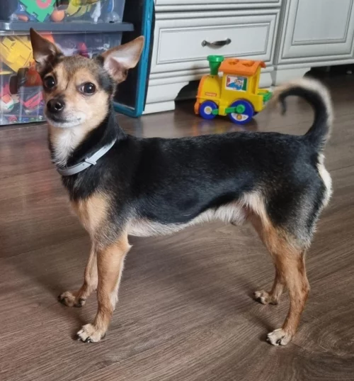 Пропала собачка