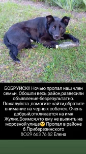 Пропала собака