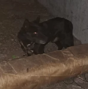 Поиск хозяина