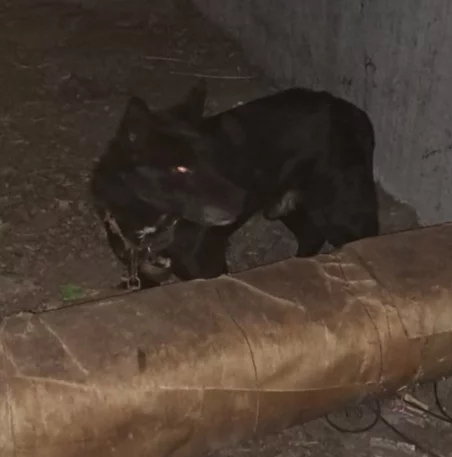 Поиск хозяина