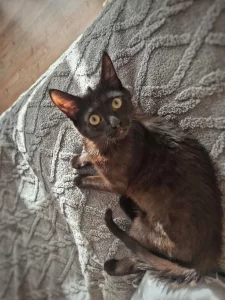 Котенок - подросток в хорошие руки