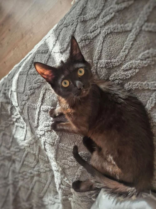 Котенок - подросток в хорошие руки