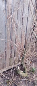 Девичий виноград