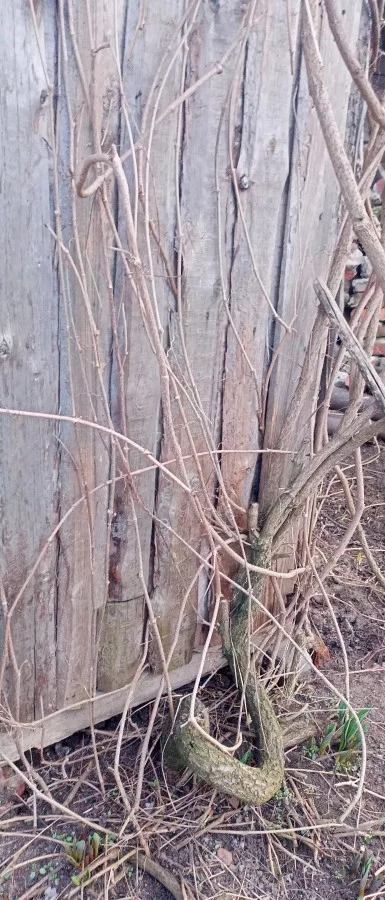 Девичий виноград