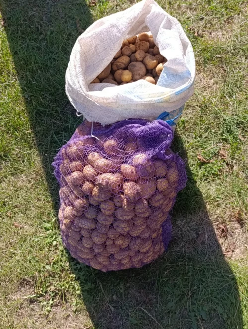 Мелкий картофель
