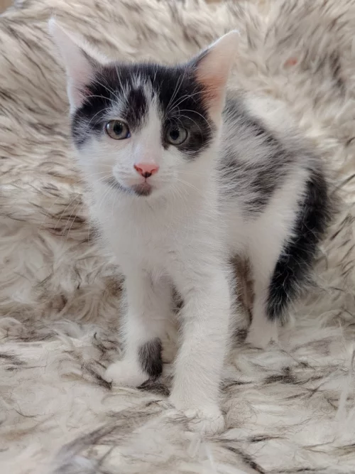 Маленький котёнок