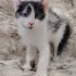 Маленький котёнок