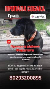 Потерялась собака - Граф