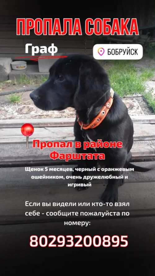 Потерялась собака - Граф