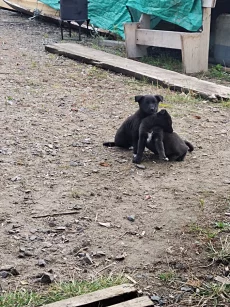 Отдам в добрые руки