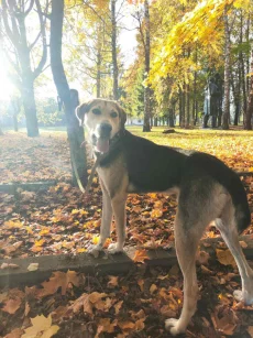 Амур ищет дом