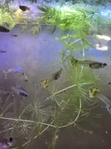 Гуппи девочки 1р