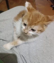 Отдам котенка даром в добрые руки