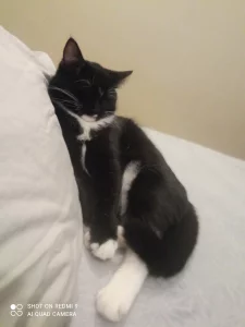 Кошка в добрые руки