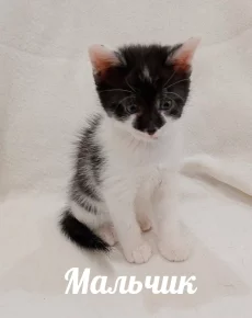 Маленький антистресс ищет своего человека