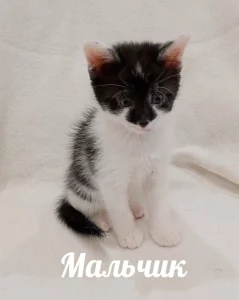 Маленький антистресс ищет своего человека