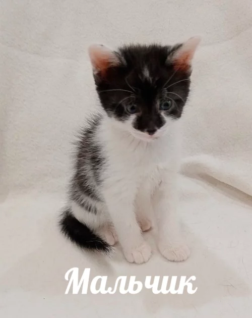 Маленький антистресс ищет своего человека