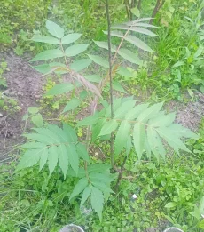 Сумах