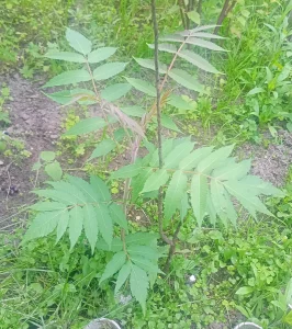 Сумах