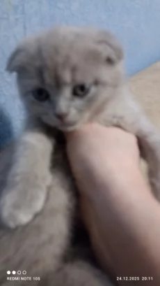 Шотландские котята