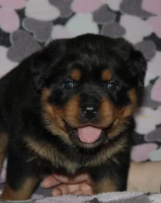 Щенки ротвейлера