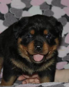 Щенки ротвейлера