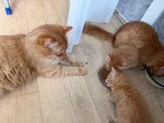 Котята, бесплатно