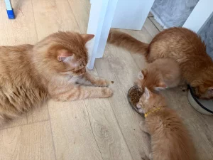 Котята, бесплатно