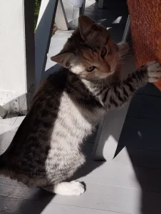 Котята в дар