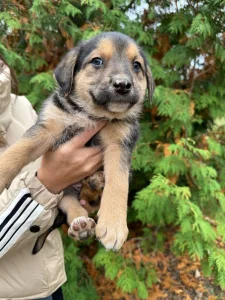 Щенки в хорошие руки