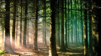 В Бобруйском лесхозе приступил к работе экологический студотряд