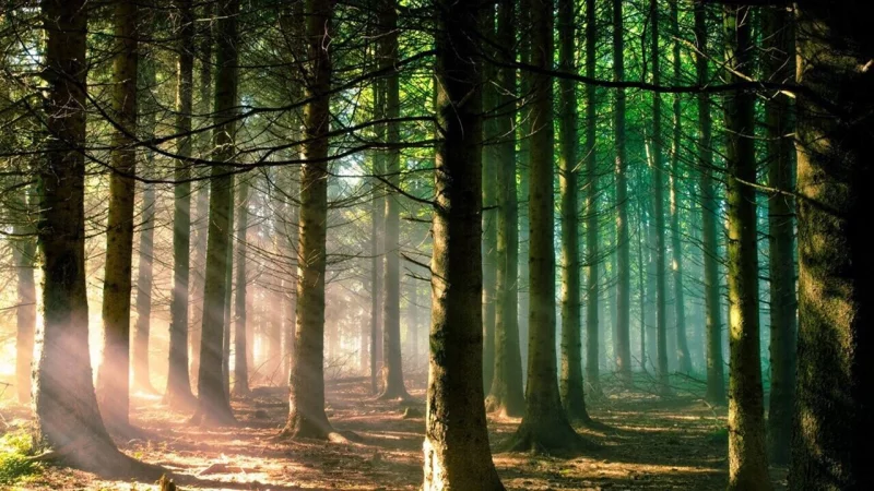 В Бобруйском лесхозе приступил к работе экологический студотряд