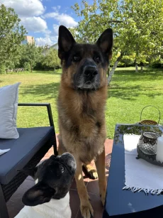 Убежала овчарка