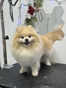 Груминг собак и котов