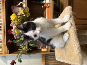 Котенок бесплатно