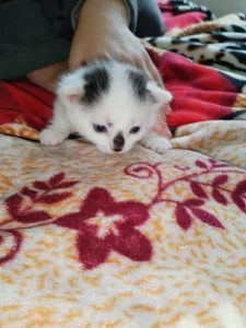 Котята ищут дом