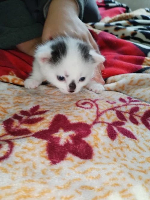 Котята ищут дом