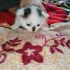Котята ищут дом