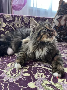 Очень красивый котик в добрые руки