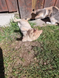 Котята