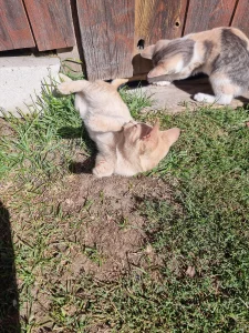 Котята