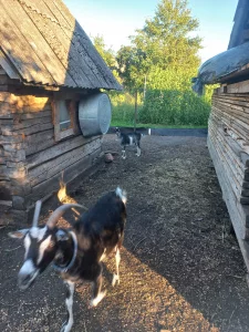 Козочку