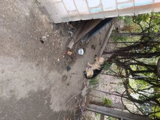 Отдам собаку